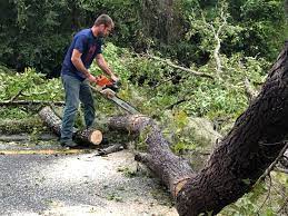 Best Tree and Shrub Care  in Tahoka, TX