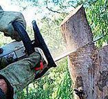 Best Hedge Trimming  in Tahoka, TX