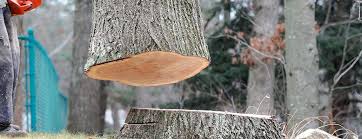 How Our Tree Care Process Works  in  Tahoka, TX