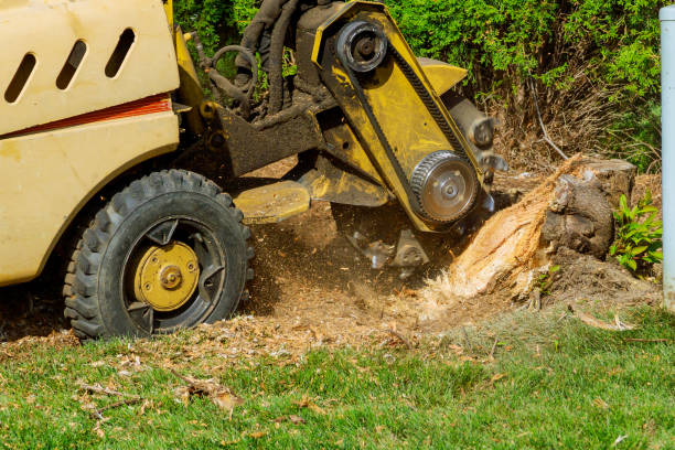 Best Arborist Consultation Services  in Tahoka, TX