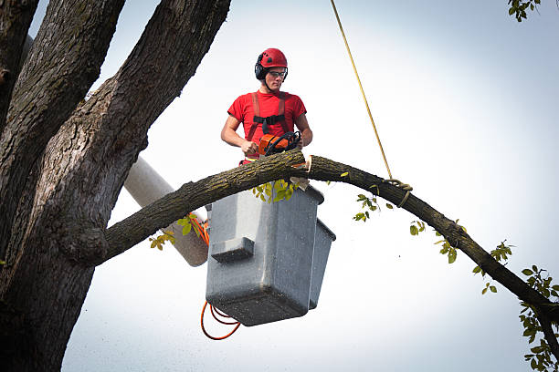 Best Tree Risk Assessment  in Tahoka, TX