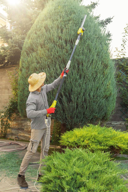 Best Tree Health Inspection  in Tahoka, TX